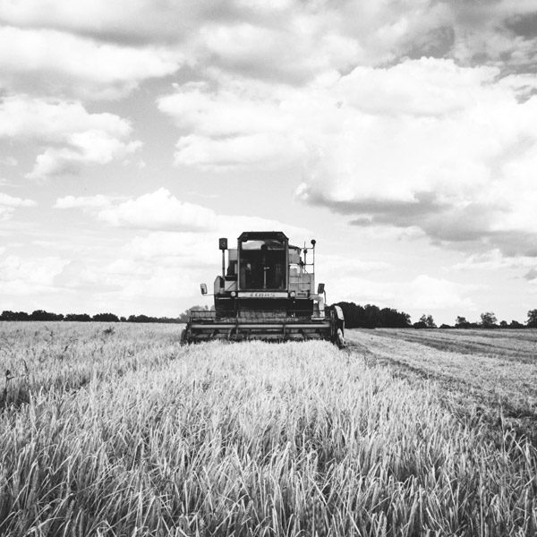 Landwirtschaftliche Buchstelle